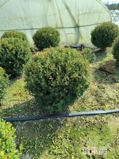 冠幅120厘米小叶黄杨球