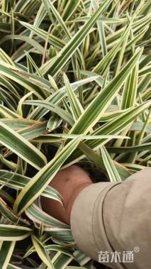 高度20厘米山菅兰