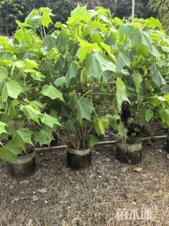 高度150厘米木芙蓉