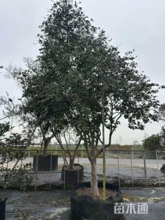 高度200厘米茶梅