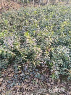 高度60厘米连翘