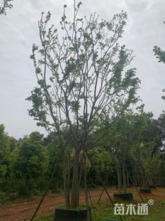 60公分丛生朴树