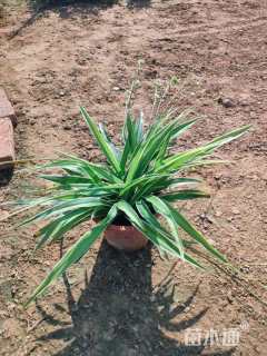 高度25厘米吊兰