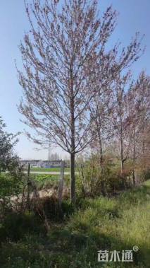 13公分美国红枫