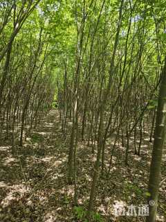 高度350厘米榉树小苗