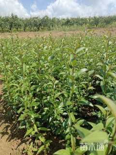 0.6公分大叶女贞