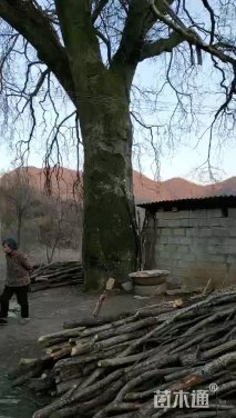 150公分皂荚