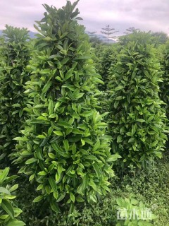 高度140厘米非洲茉莉