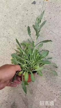 高度15厘米天人菊