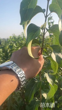 高度150厘米丛生暴马丁香