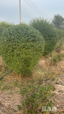 冠幅180厘米小叶女贞球