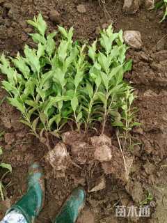 高度60厘米锦带花