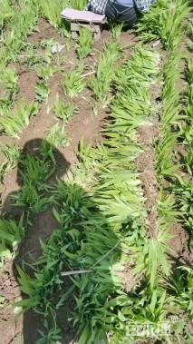 高度20厘米鸢尾