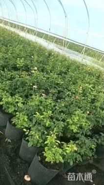 高度30厘米大花月季