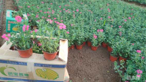 高度25厘米细叶美女樱