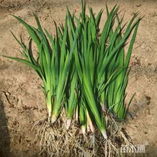 高度40厘米黄菖蒲