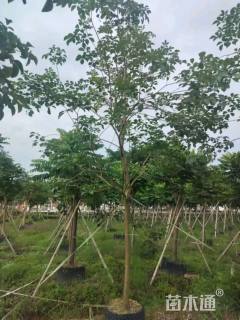 3公分黄花风铃木