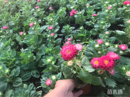 高度20厘米翠菊