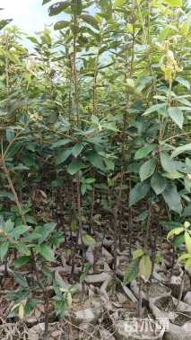 高度40厘米赤皮青冈