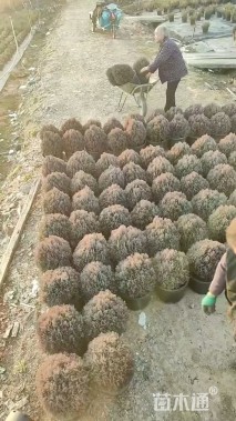 高度40厘米球柏