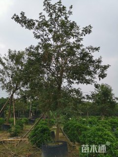 12公分黄花风铃木