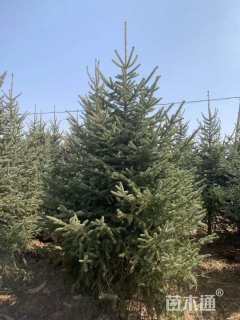 高度40.0厘米云杉