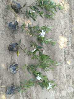 高度40厘米小叶栀子