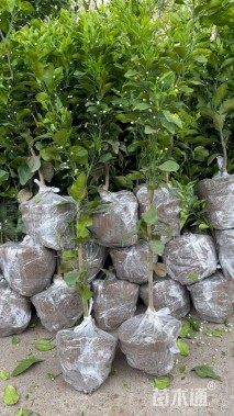 高度50厘米红美人柑桔