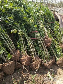 高度40厘米黄金条