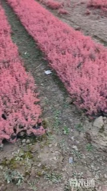 高度20厘米小丑火棘