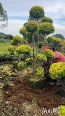 25公分造型女贞