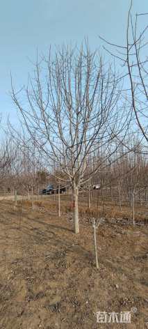 12公分二乔玉兰