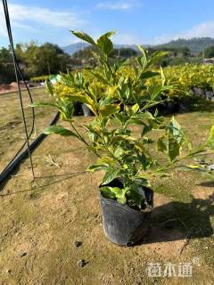 高度30厘米金边假连翘