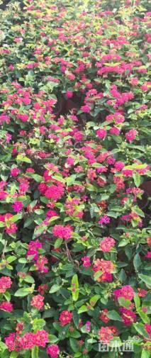 高度30厘米马缨丹