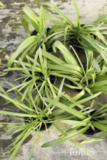 高度30厘米百子莲