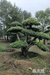 30公分对节白蜡