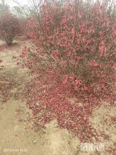 原生苗火焰卫矛球