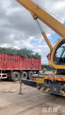 高度250厘米云杉