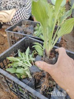 高度20厘米花叶玉簪