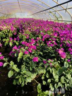 高度80厘米三角梅