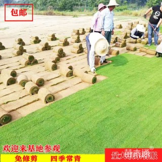 草卷状四季青草坪