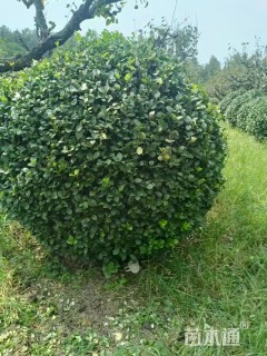 冠幅200厘米卫矛球