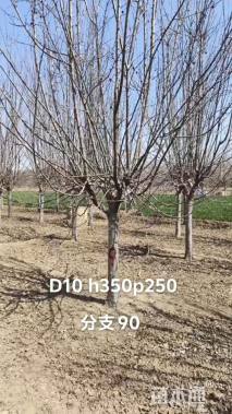 10公分北美海棠