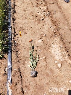 高度25厘米天人菊