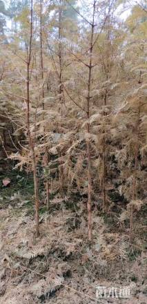 高度100厘米水杉小苗