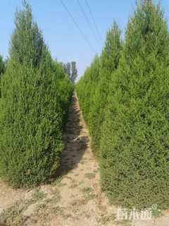 高度180厘米塔柏