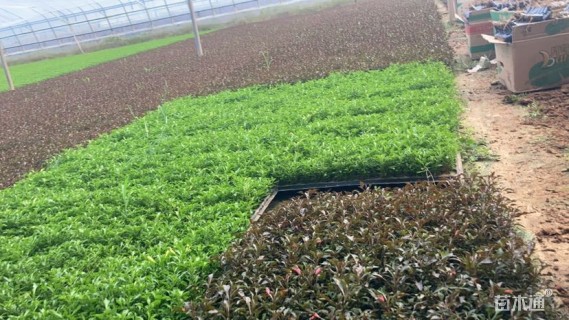 高度8厘米彩叶草