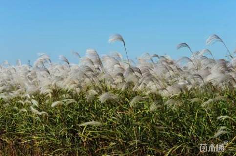 高度15厘米芦苇