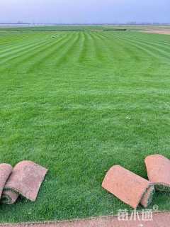 草卷状马尼拉草