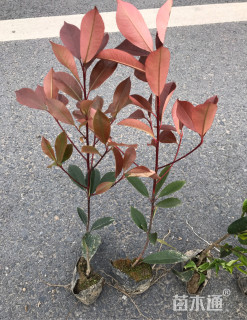 高度40厘米红叶石楠小苗